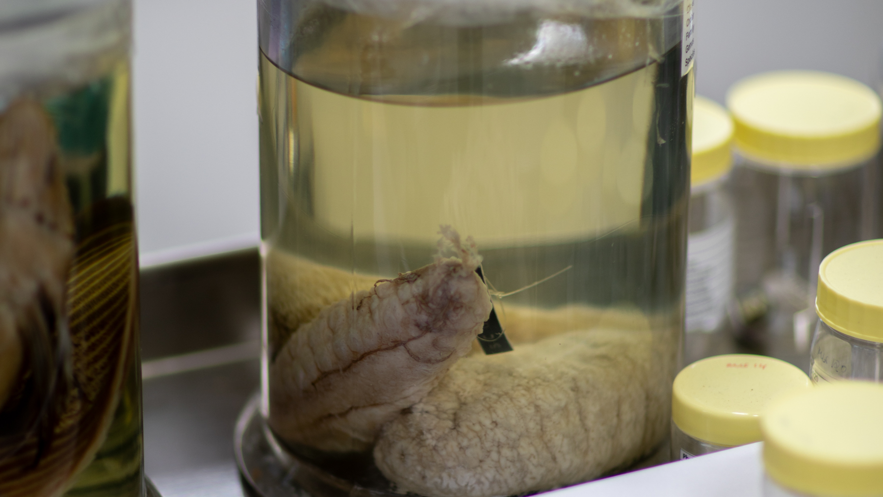 Preserved sea cucumber jar, microscope and DNA sample